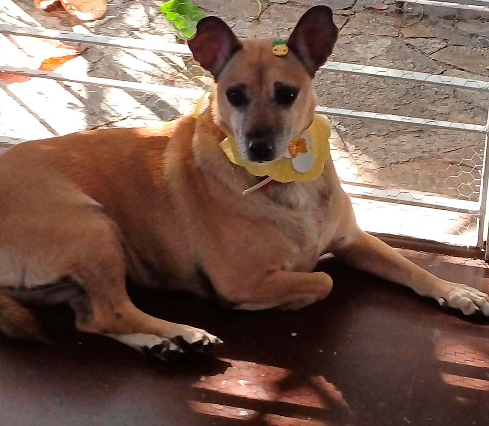 casa pet bh