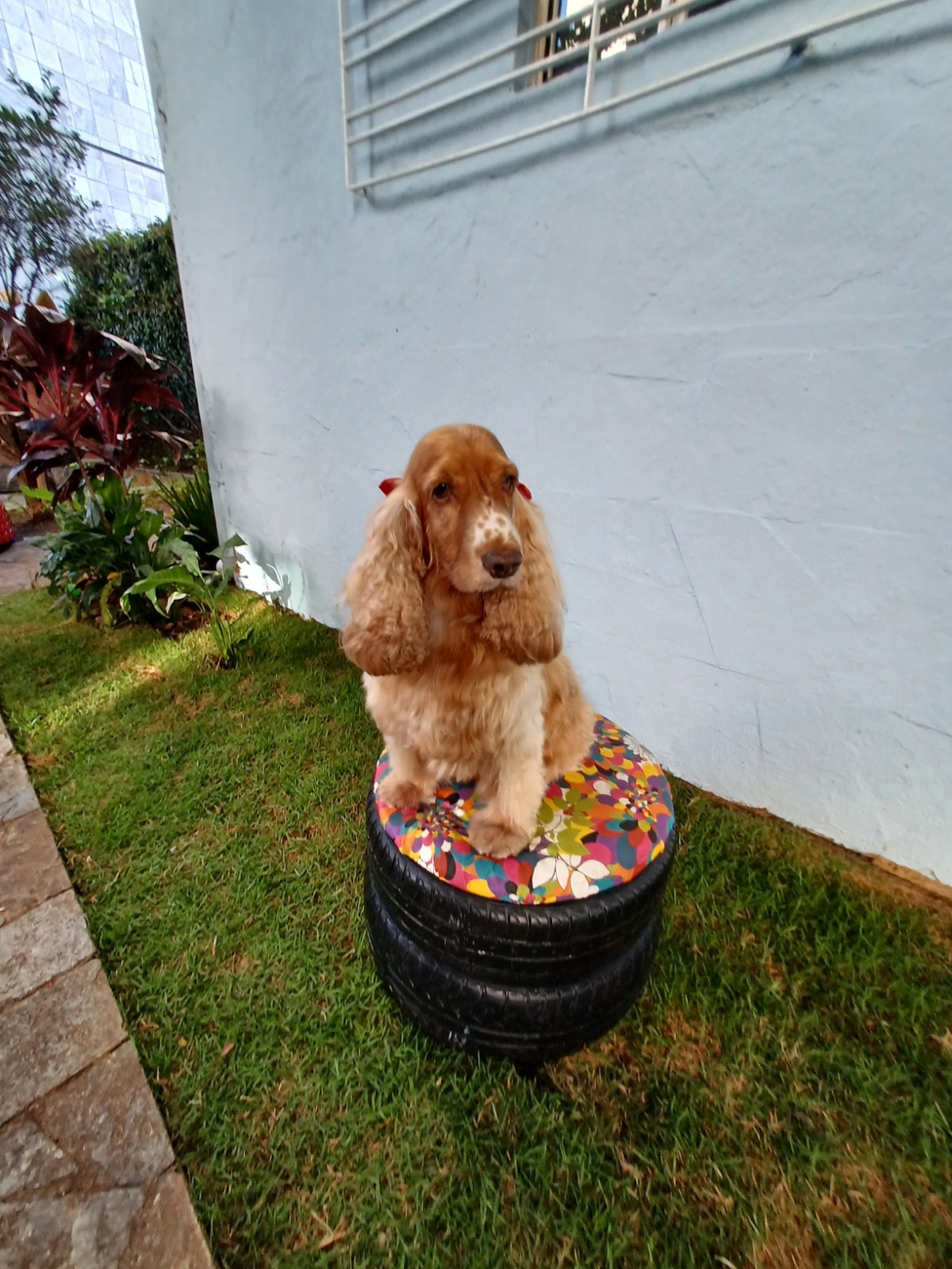 casa pet bh cachorro q